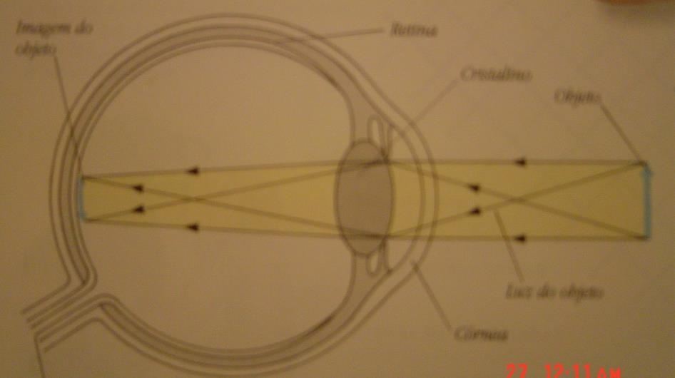 Funcionamento Luz penetra no olho e atinge a retina Retina contém