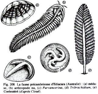 1947 Montanhas de Ediacara Sul da Austrália: Animais de corpo mole, que diexaram impressões em rochas sedimentares (Registros