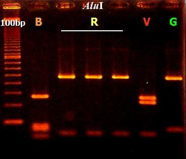 (microalgas), genômica e proteomica aplicada; - Estudos de cadeias produtivas para