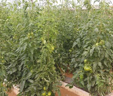 tecnologia de produção utilizada, ou seja, depende do sistema de produção ou sistema de cultivo.