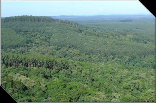 a possuir uma grande floresta de pinus no