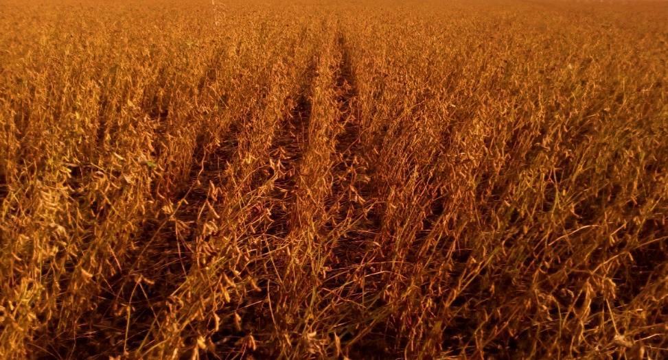Ainda com relação à produção de milho na América do Sul, na Argentina a Bolsa de Cereales estima que as regiões concentradas ao Norte e Nordeste do país têm os maiores atrasos com relação ao ritmo de