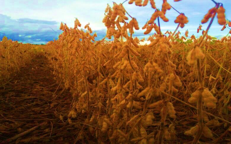 No que tange à produção de milho no país, grandes extensões da área plantada ao longo de dezembro e janeiro passaram por condições de precipitações abaixo da média e temperaturas acima do normal,