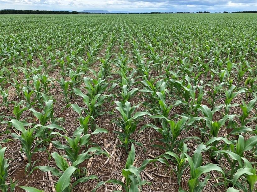 Figura 25 Lavoura de milho 2ª safra na Fazenda Planalto/MS PRODUTIVIDADE Apesar das excelentes condições de desenvolvimento de nossas lavouras e expectativas de superarmos as produtividades orçadas,