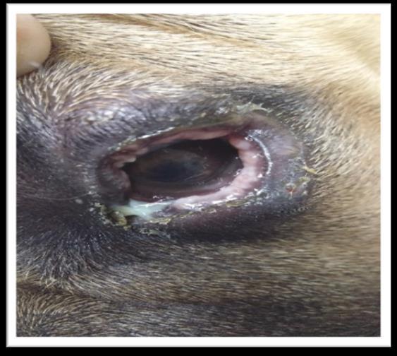 32 4 RELATO DE CASO Foi atendido um paciente da espécie canina, macho, da raça American Bully, de cinco meses de idade e pesando 13,8 kg no HVPV.