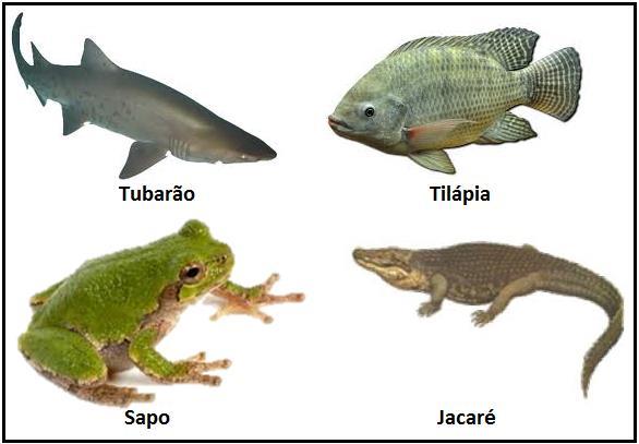 C) O primeiro e o segundo são Metatérios, ovíparos, com placenta pouco desenvolvida e amamentam os filhotes.