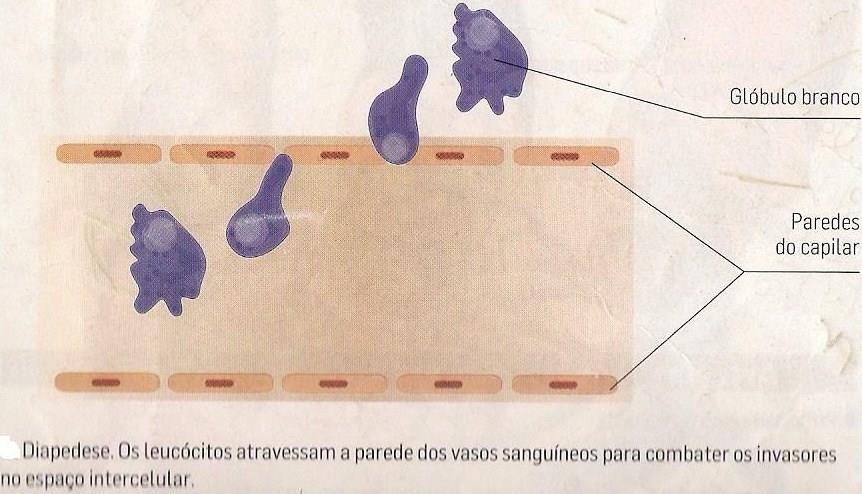 Células do tecido conjuntivo Leucócitos Diapedese Diapedese Os leucócitos (ou glóbulos