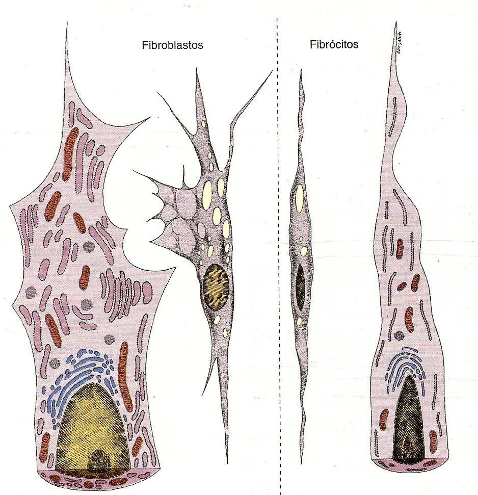 Células do tecido conjuntivo - Fibroblasto Fibrobasto célula em intensa atividade sintética Fibrócito célula quiescente Fibroblastos