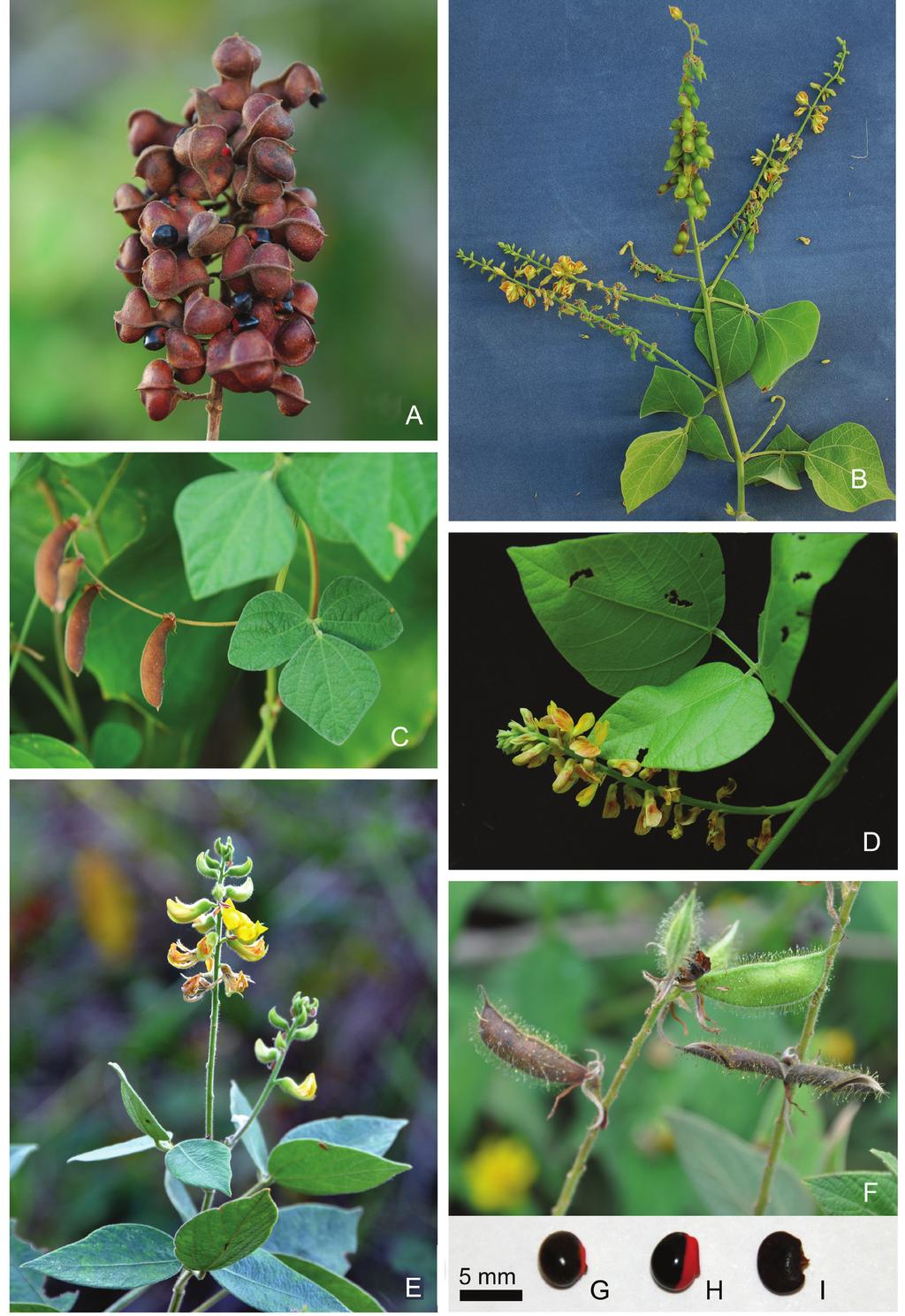 194 Hirt & Flores Figura 1. Espécies de Rhynchosia no estado de Roraima. A-B. R. melanocarpa. A. frutos. B. Ramo com inflorescências. C. R. minima. Ramo com frutos. D. R. phaseoloides.