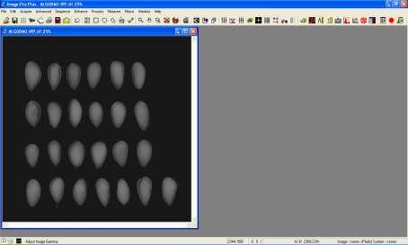 IMAGE-PRO PLUS PROCEDIMENTO PARA A AVALIAÇÃO DA MORFOLOGIA INTERNA DE