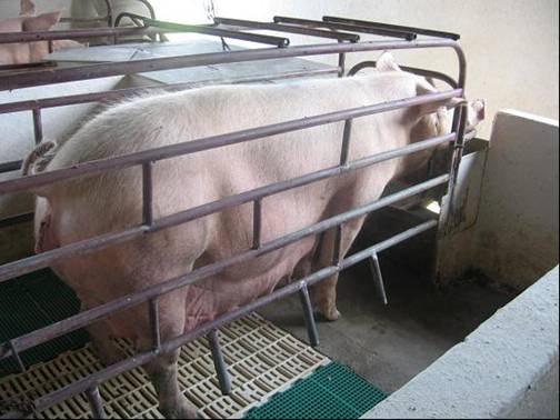 Período de ocupação das gaiolas de parição para uma única sala de parto com parições ao acaso.