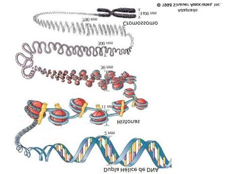 Unidade: Código Genético, Controle das Atividades Celulares O segmento de DNA que possui informação para a síntese de uma proteína é chamado de gene.