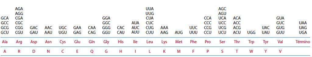 não detectou quantidades significativas de RNAm embora a quantidade de RNA polimerase estivesse normal (igual ao controle sem inibidor).