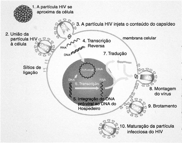 Fases ligação transcriptase reversa integração