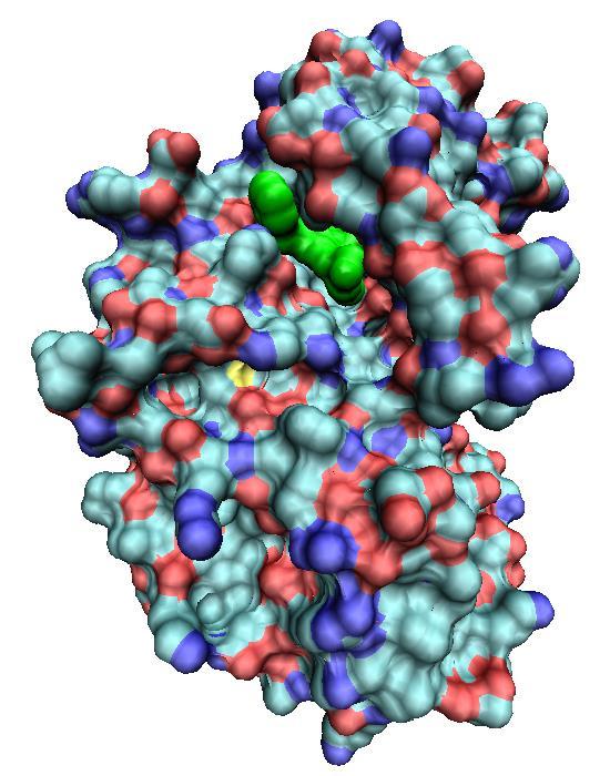 A superfície molecular da proteína está representada em diferentes cores, com os átomos neutros