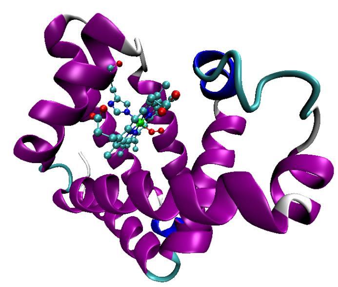 Estrutura da Mioglobina Ao lado temos a estrutura da mioglobina com destaque para o grupo heme, que aparece ligado a essas proteínas.