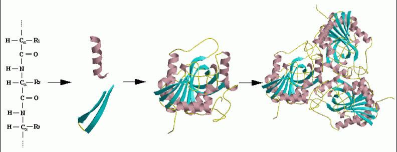 Níveis Estruturais de Proteínas Na análise da estrutura de uma proteína, podemos visualizar diferentes níveis de complexidade. Do mais simples para o mais complexo.