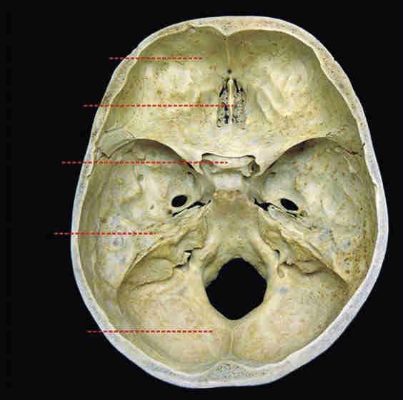 Estudaremos, pois, por quais espaços nessa base craniana passam essas estruturas ( Figs. 3.10 e 3.11 ). Devemos encontrar, transitando nos orifícios, canais e fissuras da base craniana: 1.