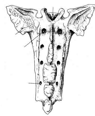 OSSO SACRO -39- Canal Sacral Asa do sacro Forame sacral dorsal Vista Dorsal Forame sacral