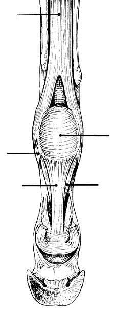 Ligamento Palmar ou Plantar Ligamento Sesamóideo Reto Tendão Flexor Digital Superficial e Tendão Flexor Digital