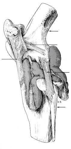 ARTICULAÇÕES SINOVIAIS -54- ARTICULAÇÃO FÊMURO-TIBIO-PATELAR Fêmur Ligamento