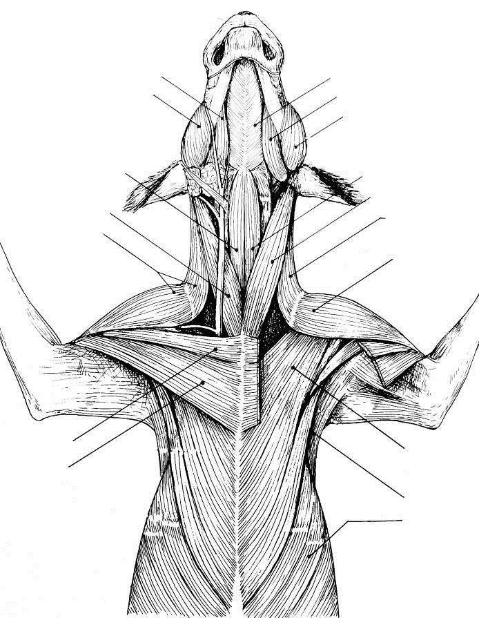 VISTA VENTRAL DOS MÚSCULOS SUPERFICIAIS DA CABEÇA, PESCOÇO E TÓRAX DO CÃO -68- M. digástrico M. masseter M. milohióideo M. digástrico M. masseter M. esternohióideo M. esternocefálico M.