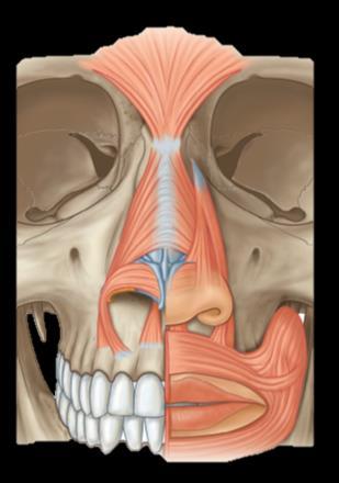 prócero 1 M. nasal M.