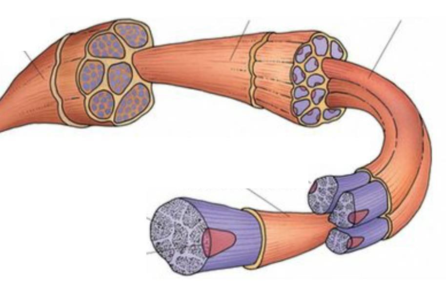 Como se organiza o músculo estriado