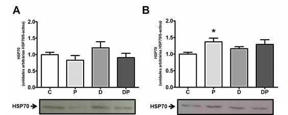 RESULTADOS E DISCUSSÃO O tecido cardíaco apresentou maior conteúdo de HSP70 nos animais submetidos à instilação de suspensão de MP2,5, quando comparados aos animais controle (Fig. 1-B).
