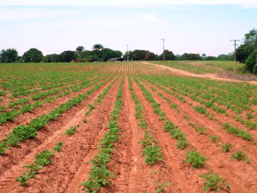 Principais medidas recomendadas para o controle da requeima são: - uso de batata-semente certificada; - escolha de local de plantio (boa drenagem); - espaçamento que permita maior ventilação; - uso
