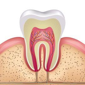 Polpa dentária A polpa é formada de um feixe vásculo-nervoso que penetra no dente através