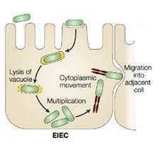 EIEC: Invade a célula e se replica rompendo as vesículas