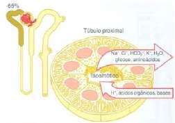Túbulos renais Locais com maiores absorções de