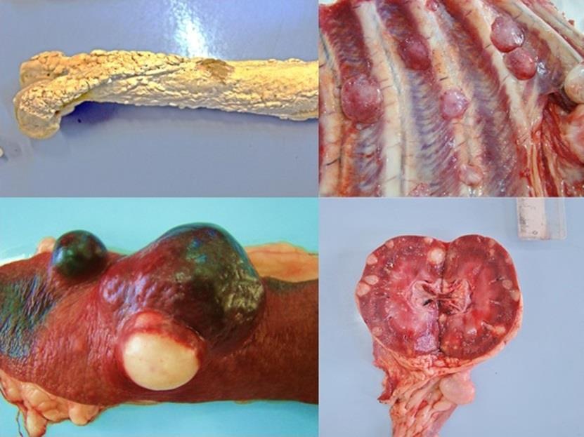 299 submetido aos procedimentos de rotina para inclusão em parafina. Os cortes com espessura de 4 a 5µm foram corados pelos métodos de Hematoxilina-Eosina e Tricrômio de Masson.