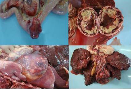 300 A B C Figura 3. Aspecto macroscópico de intestino delgado (A), rim (B), fígado (C) e pulmão (D), no qual se visualiza massas tumorais metastáticas.