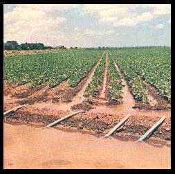 Tipos de Irrigação Sulco (40-50%) Gotejamento
