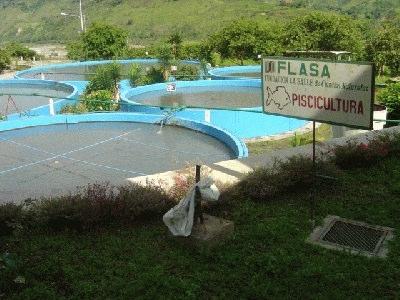 Baixo custo de produção Requerimento de pouca mão de obra