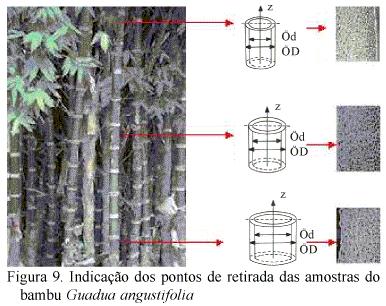 Propriedades meso-estruturais Na análise da variação da fração volumétrica de fibras na espessura da parede do bambu (seção transversal), é possível se obter uma equação que a represente e observar