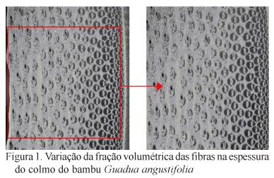 Os conjuntos vasculares integram os tecidos de condução da seiva e as fibras, que apresentam resistência mecânica que, por sua vez, são "imersas" em uma matriz de lignina (parênquima).