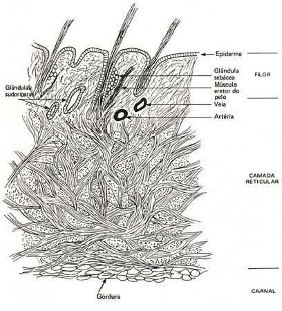 6 2. REVISÃO BIBLIOGRÁFICA 2.1.1 Histologia da pele A pele possui três camadas formadoras: epiderme, derme e hipoderme.