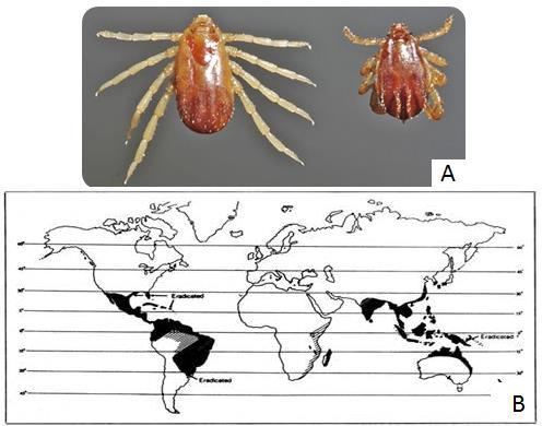 aureolatum B FONTE: manual SUCEN (2011) Figura 5 (A) Rhipicephalus