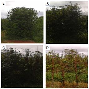 Figura 1. Plantas do cafeeiro sadio (A) e infectadas por nematoides em níveis crescentes de infecção: B - moderada, C- alta, D - muito alta.
