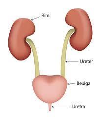 10- Faça um esquema do Sistema Urinário, escrevendo a função de cada órgão. Rim- filtra o sangue, retirando as substâncias tóxicas. Ureter- conduz a urina dos rins até a bexiga urinária.