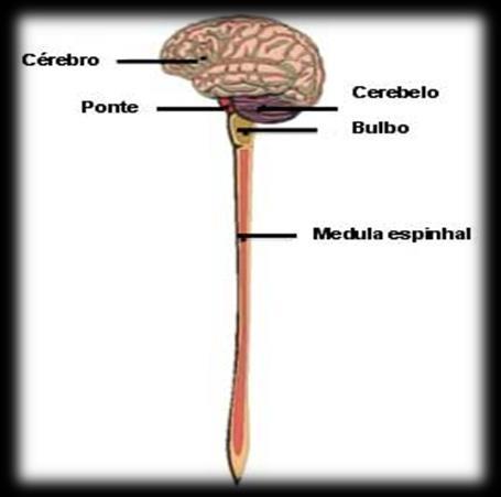 14- Faça um esquema do Sistema Nervoso Central, escrevendo os nomes dos órgãos que o compõem e suas respectivas funções.