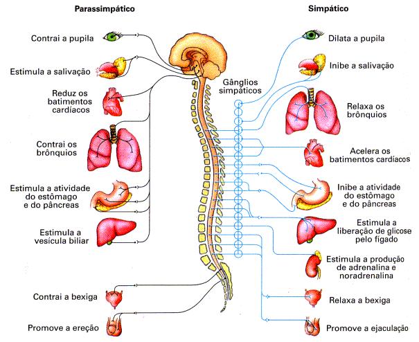 16- Escreva sobre a atuação do Sistema Nervoso Autônomo Simpático e Parassimpático, nos diferentes órgãos,