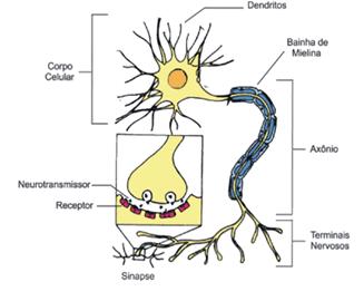 18- Explique como os neurônios transmitem os impulsos nervosos entre si.