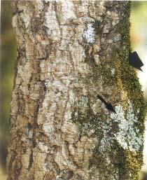Figura 9.28 - Sobreiro (Quercus suber L.).