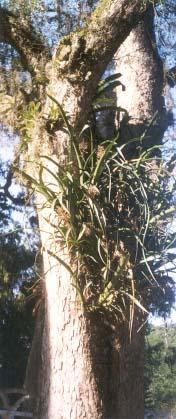 Figura 9.29 - Vista geral de uma figueira (Ficus sp.