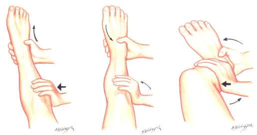 ligamento