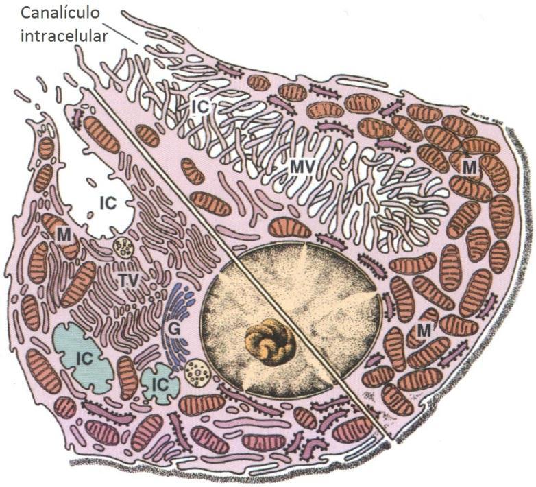 MET apresentam invaginação circular profunda da membrana plasmática apical, formando o canalículo